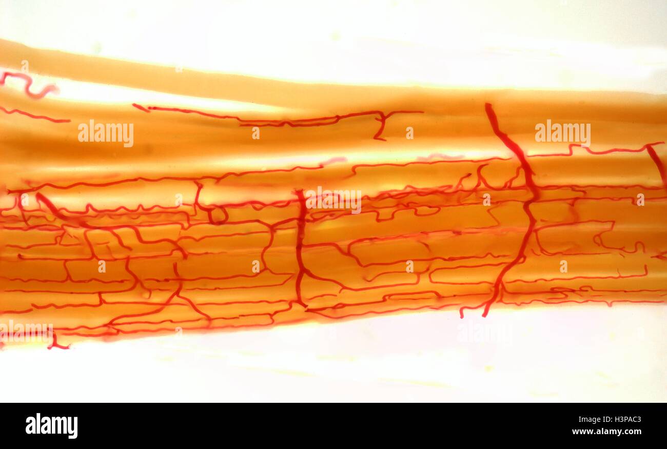 Alimentazione di sangue ai muscoli. Micrografia di luce (LM) che mostra un rifornimento di sangue alle fibre muscolari. Le fibre del muscolo (giallo) sono state taquiné oltre a rivelare il letto capillare (rosso) che sono stati perfusi con colorante. Ciascuna fibra muscolare ha la sua propria ampiamente ramificati sottile rete di capillari che lo circonda. I capillari sono i più piccoli vasi sanguigni nel corpo. Essi hanno pareti sottili che consentono disciolto nutrienti e ossigeno di passare nella circostante delle cellule muscolari. I muscoli scheletrici sono sotto controllo volontario e spostare le ossa dello scheletro. Ingrandimento: x800 quando stampata 10cm di larghezza. Foto Stock