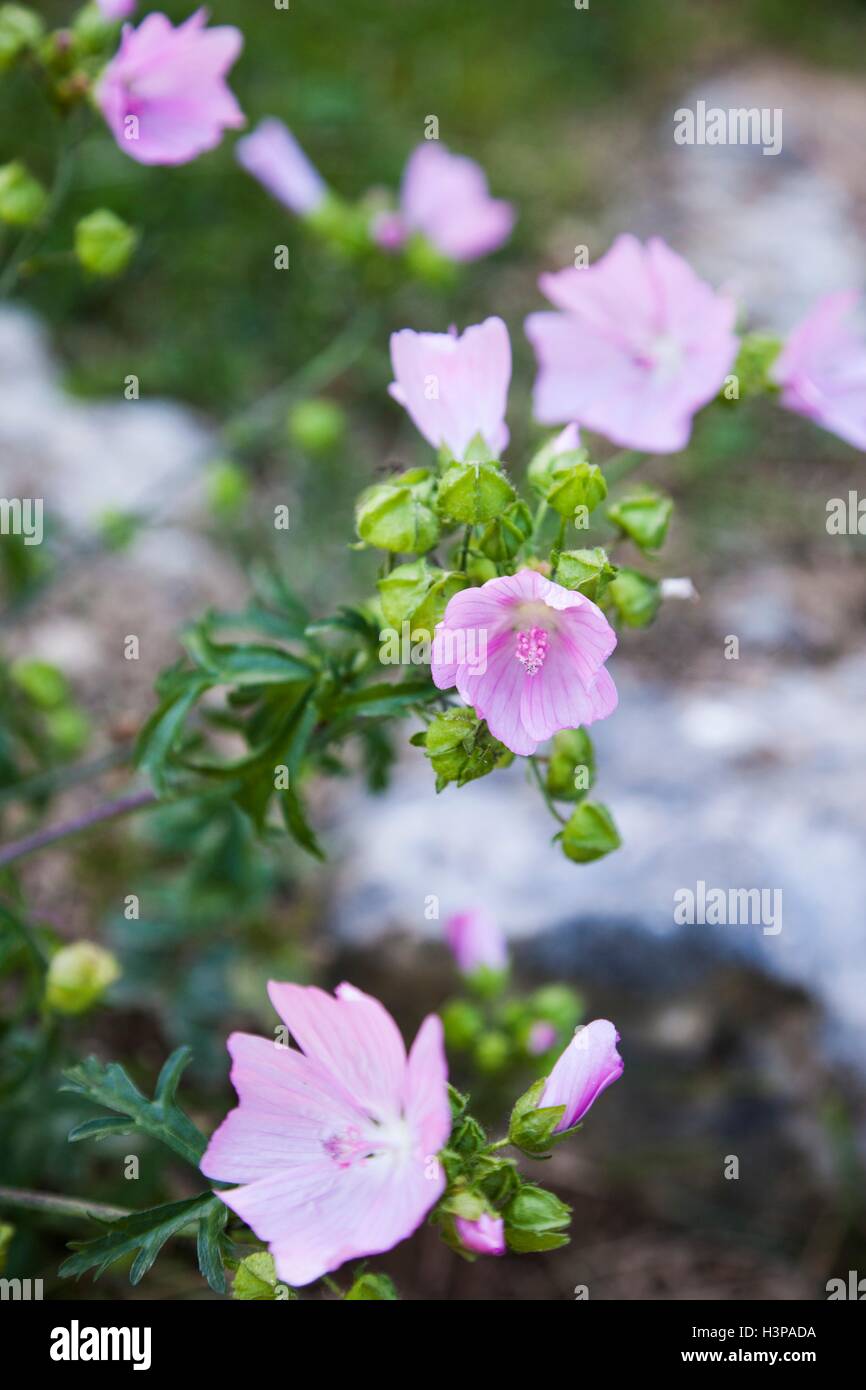 Rosa fiori alpini vicino. Foto Stock