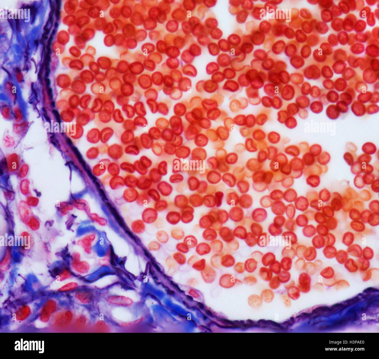 Venula. Micrografia di luce (LM) di globuli rossi (eritrociti, rosso) in una venula.Questi vasi nascono da capillari e sono caratterizzati da un allargamento di diametro e l'acquisizione di fibroblasti e cellule mesenchimali (collettivamente i periciti) che si associano con l'aspetto esterno della venula parete. Ingrandimento: x600 quando stampata a 10 cm di larghezza. Foto Stock