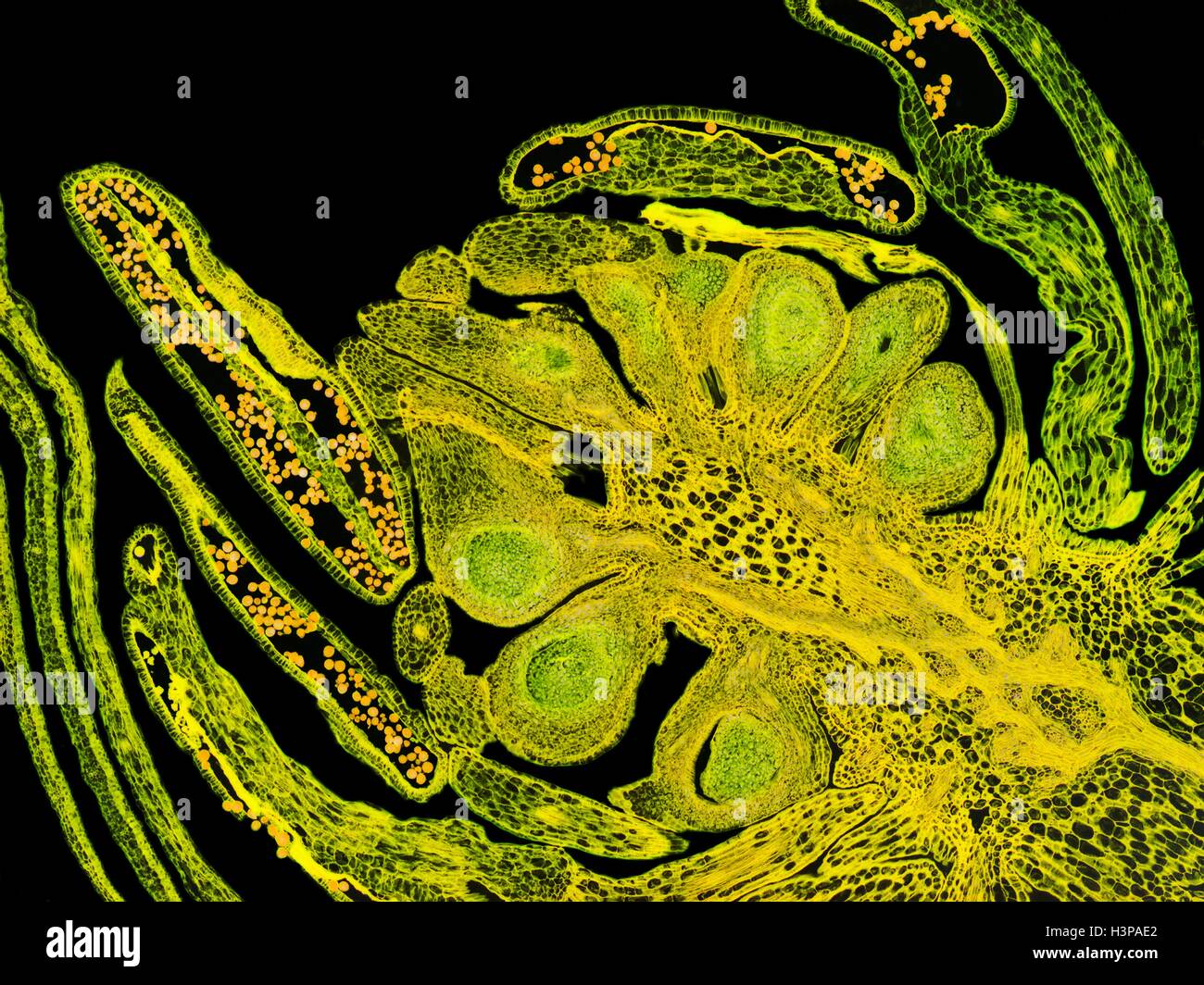 Germoglio di fiore. Microscopio a luce di immagine (LM) di una sezione di un germoglio di fiore. Il piccolo giallo di granelli di polline sono visibili nelle antere, la parte maschio del fiore. L'ovaio e ovuli ( metà centro) sono a carico del pistillo e costituiscono la parte femmina del fiore. Intorno all'esterno di questi sono petali e sepali. Ingrandimento: x30 quando stampata a 10 cm di larghezza Foto Stock