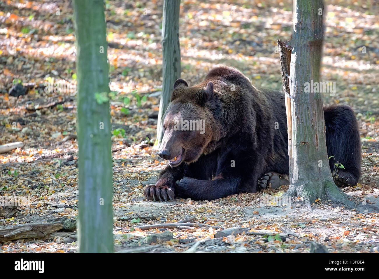 Orso bruno in appoggio nella foresta Foto Stock