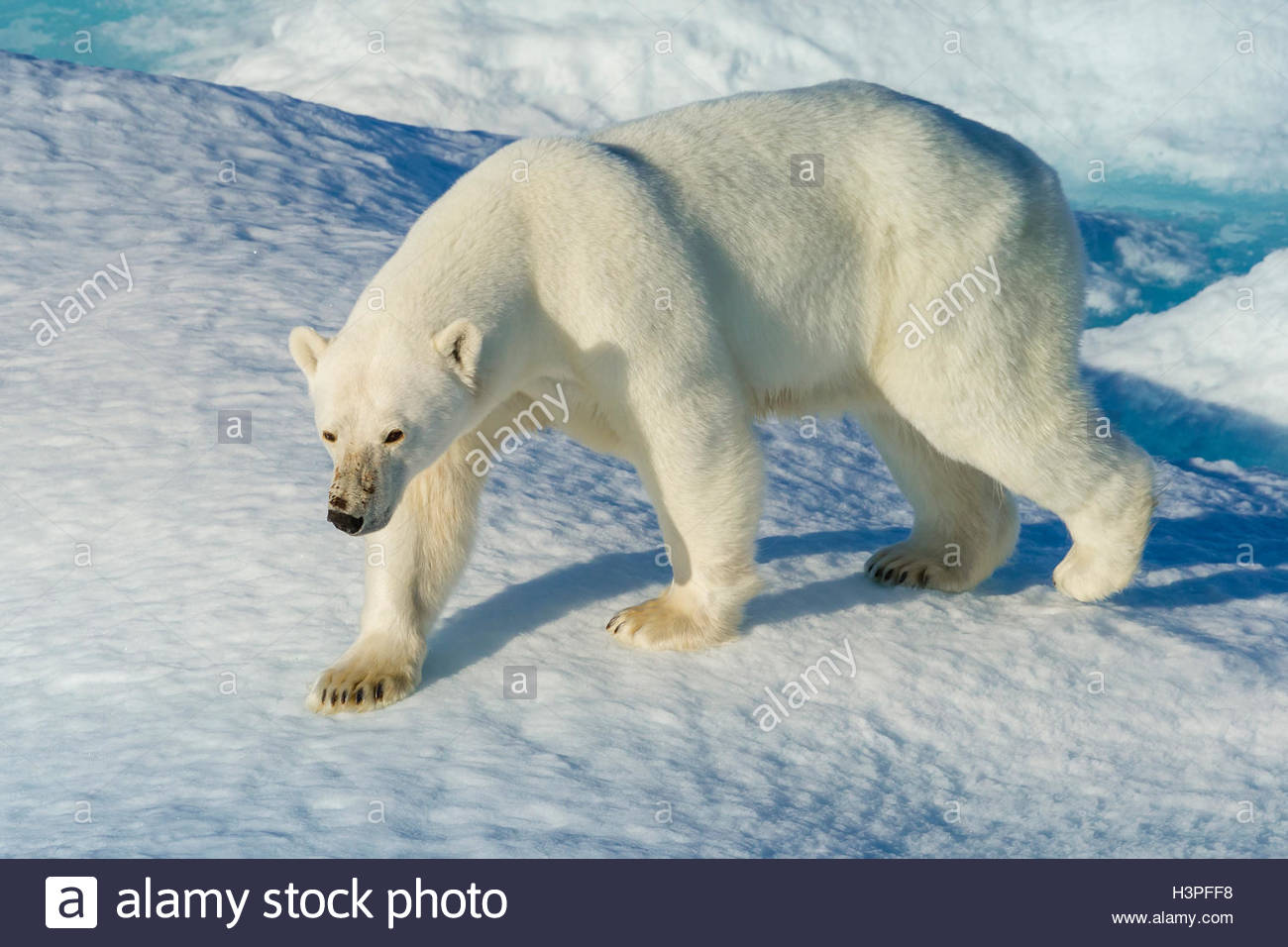 Un orso polare (Ursus maritimus) stalking la sua preda nell'Artico Canadese. Foto Stock