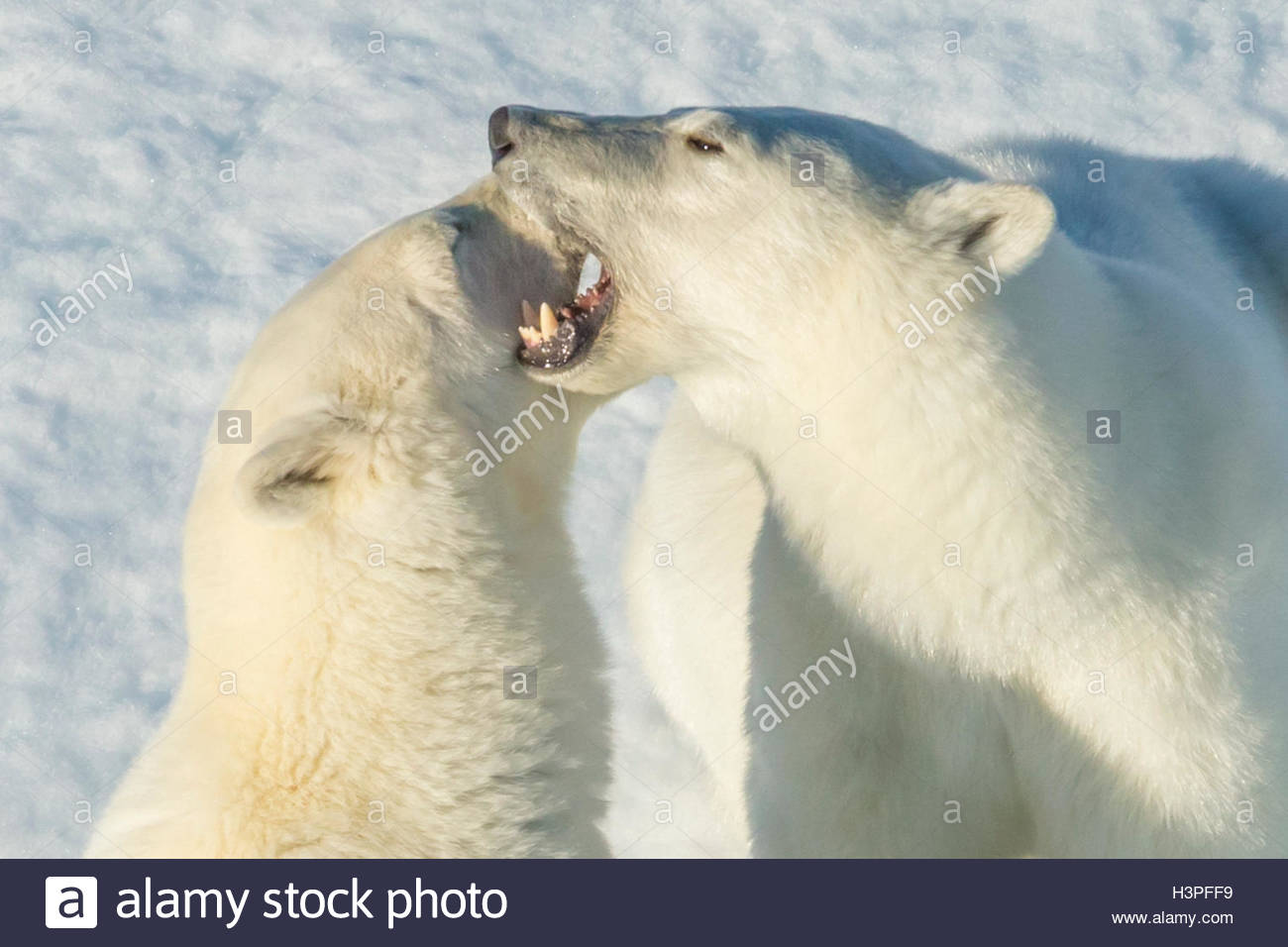 Giocare a combattimenti, polar bear cubs (Ursus maritimus) nell'Artico Canadese. Foto Stock