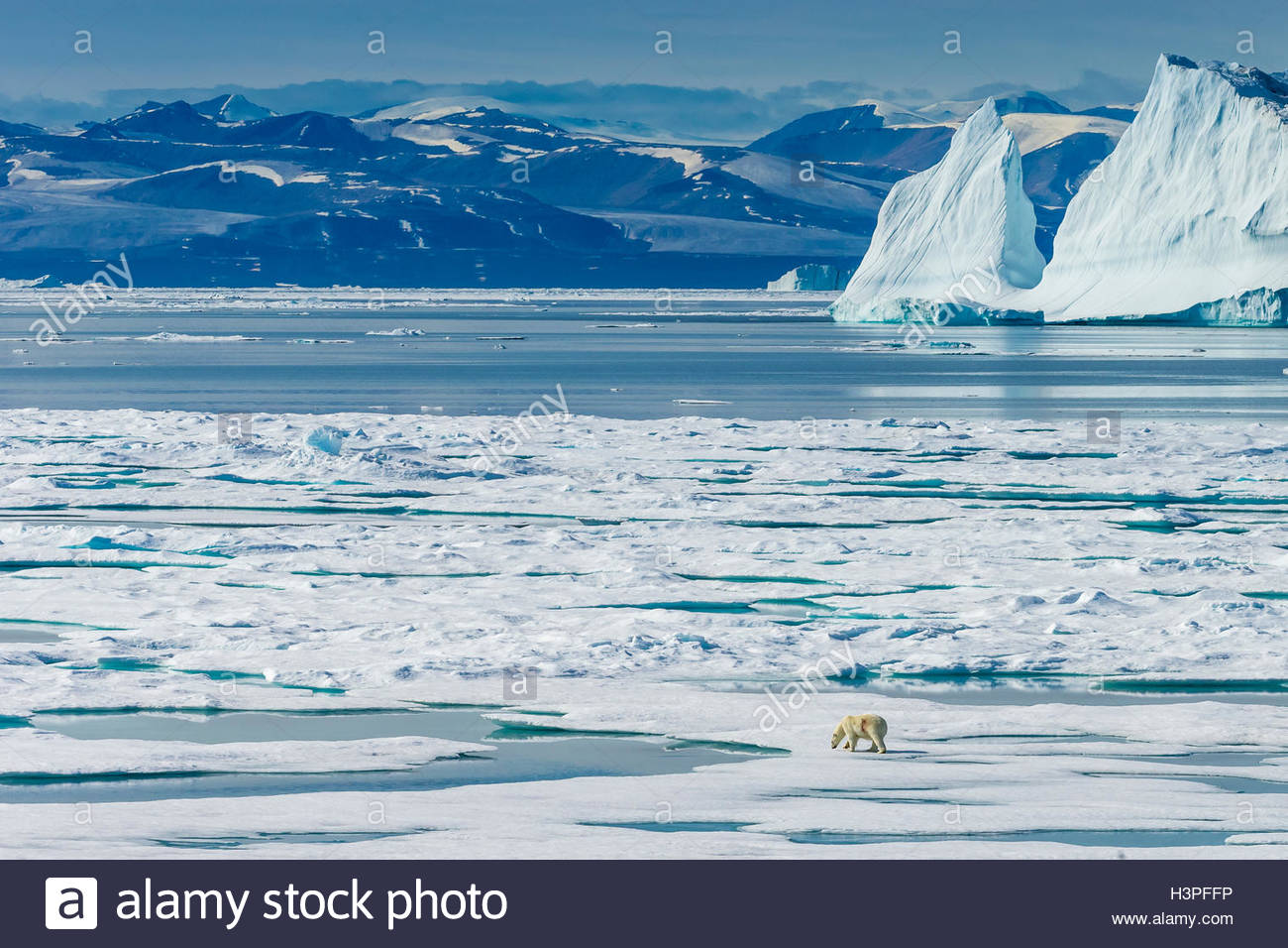 Un orso polare (Ursus maritimus) vaga attraverso il ghiaccio floes nell'Artico Canadese. Foto Stock