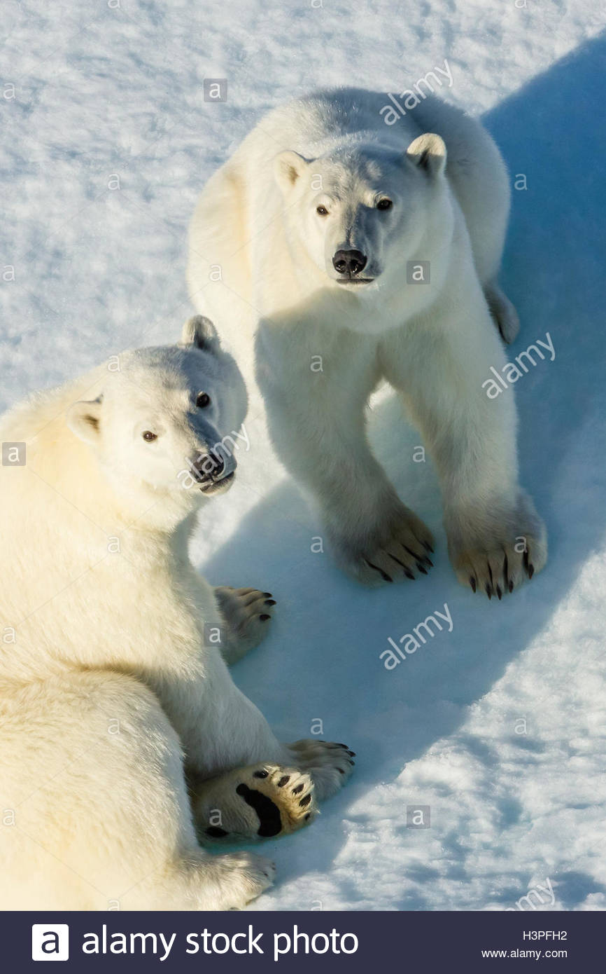Polar Bear cubs (Ursus maritimus) nell'Artico Canadese. Foto Stock