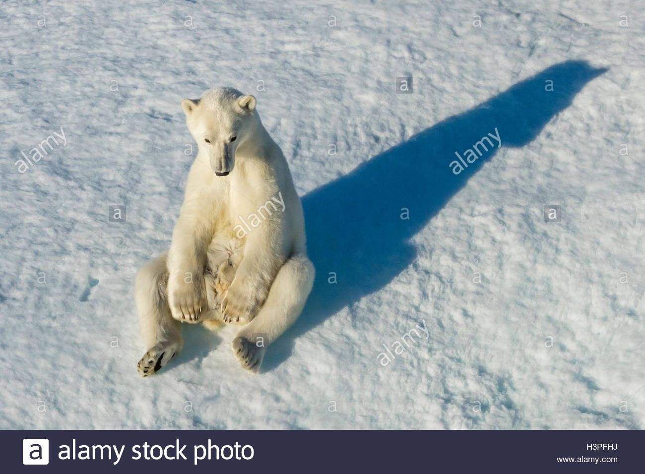 Un solitario orso polare in appoggio su un glaçon nell'Artico Canadese. Foto Stock