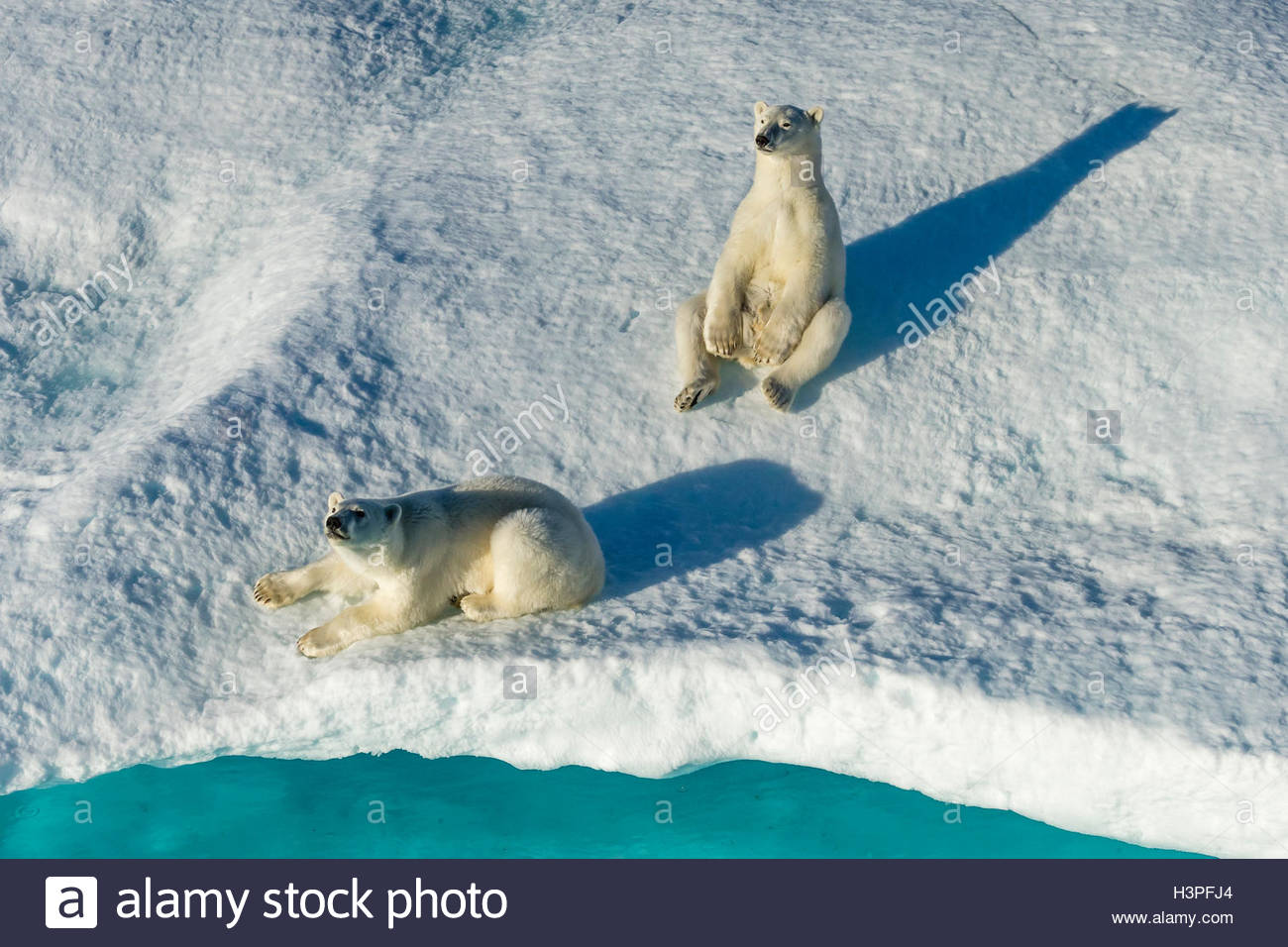 Divertimento al sole. Polar Bear cubs (Ursus maritimus) poggiante su un glaçon. Foto Stock