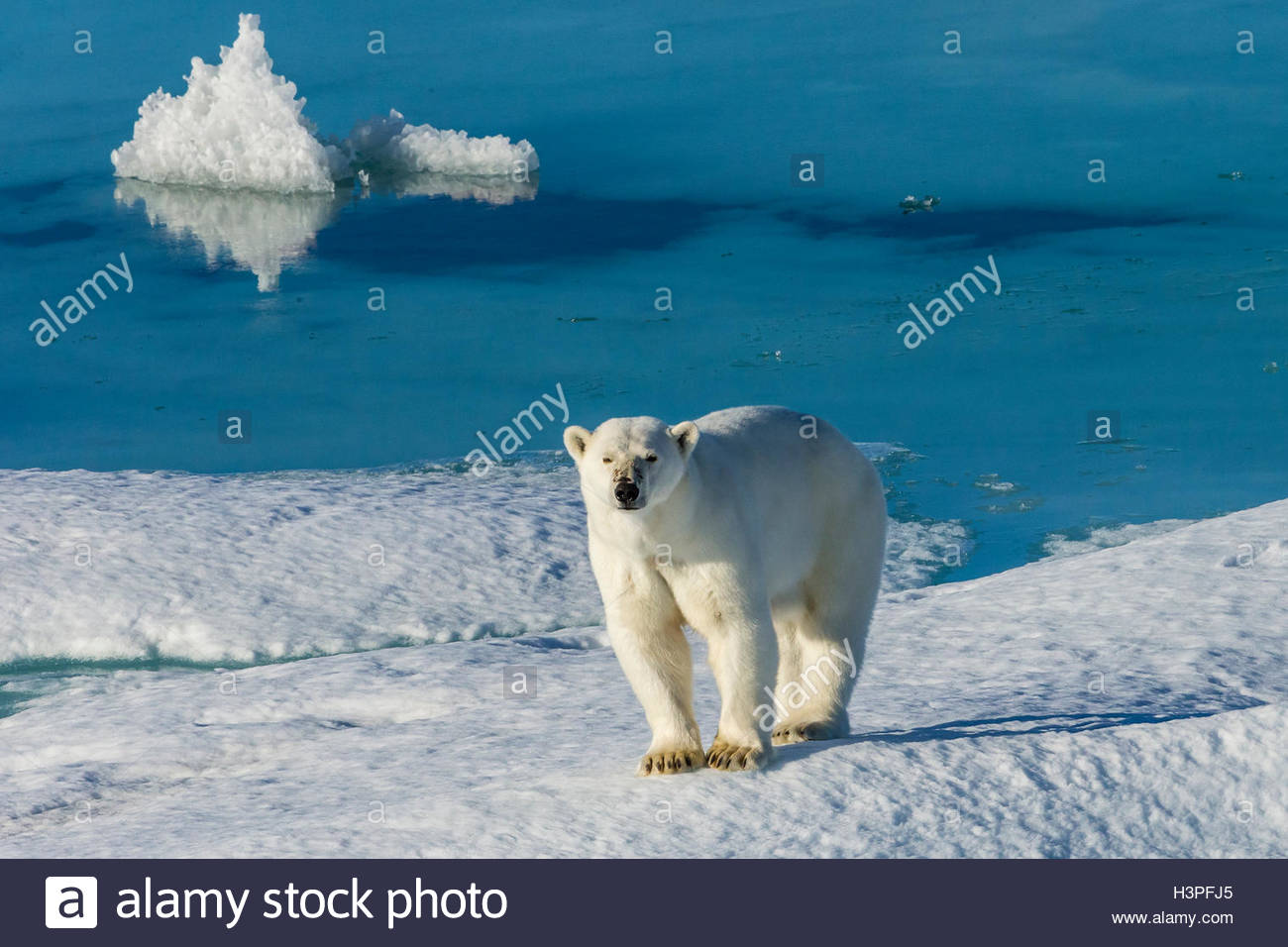 Un orso polare (Ursus maritimus) vagare attraverso il ghiaccio floe nell'Artico Canadese. Foto Stock