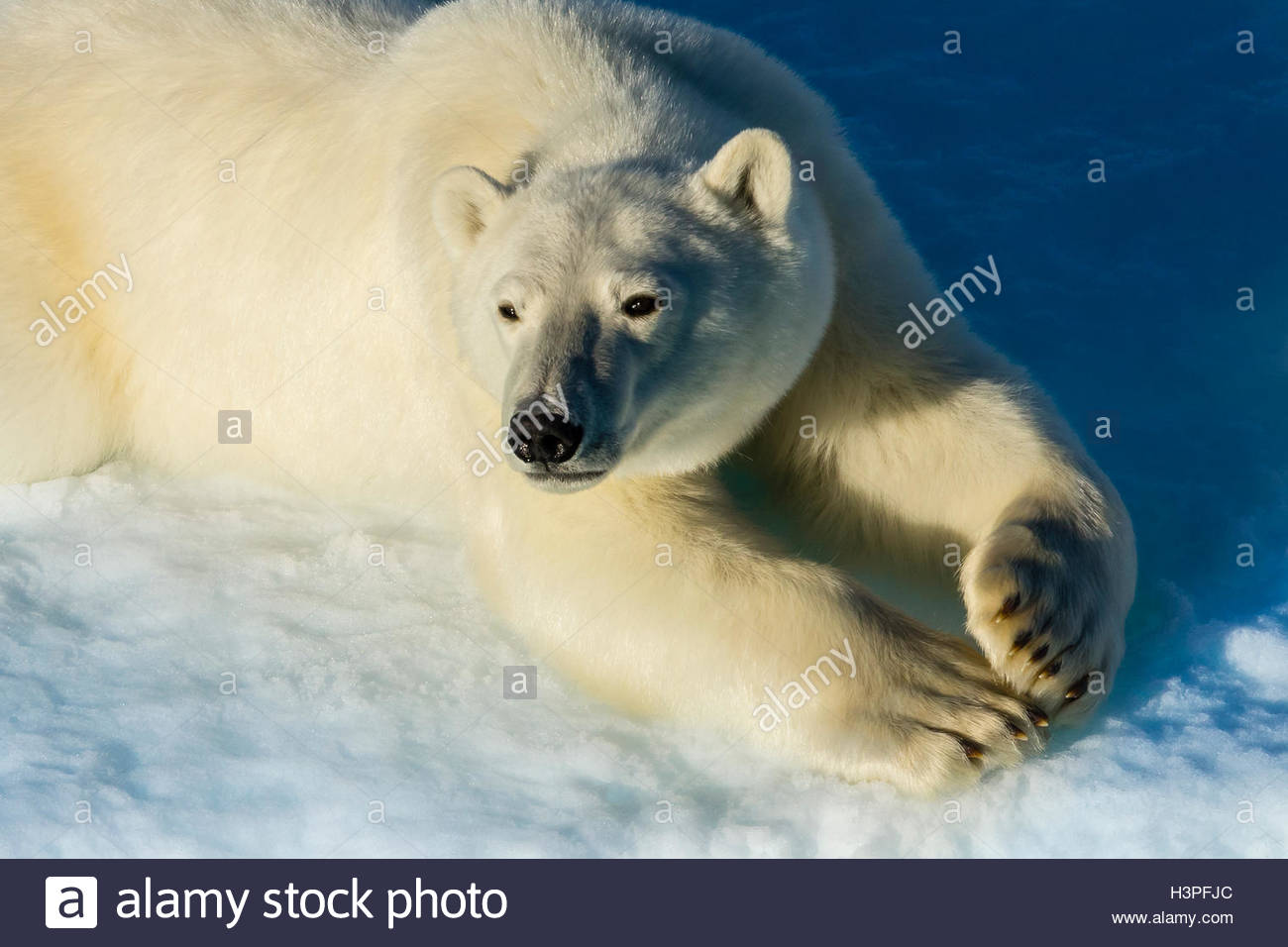 Orso polare (Ursus maritimus) rilassante al sole nell'Artico Canadese. Foto Stock
