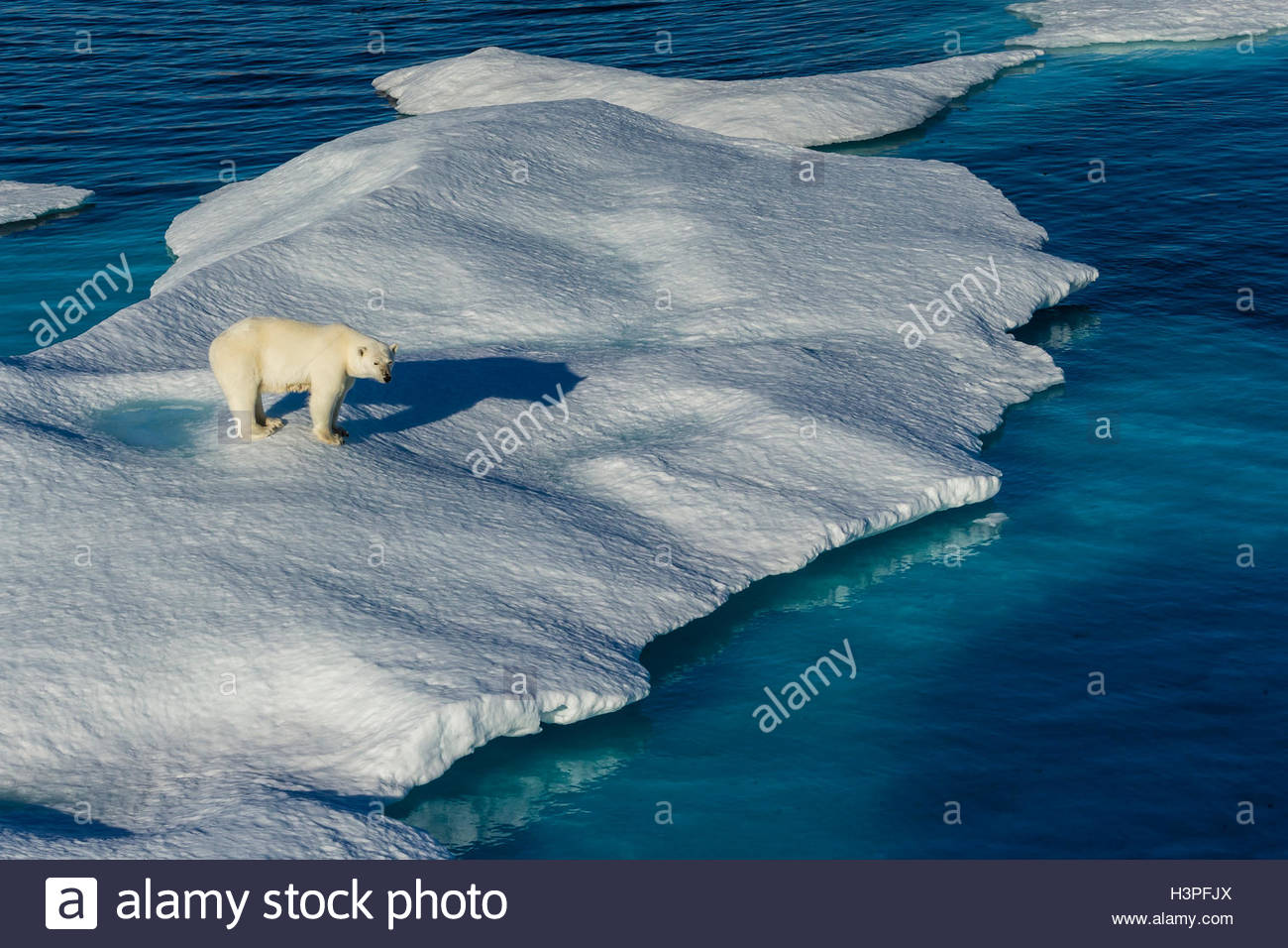 Orso polare (Ursus maritimus) vagare attraverso il ghiaccio floe nell'Artico Canadese. Foto Stock