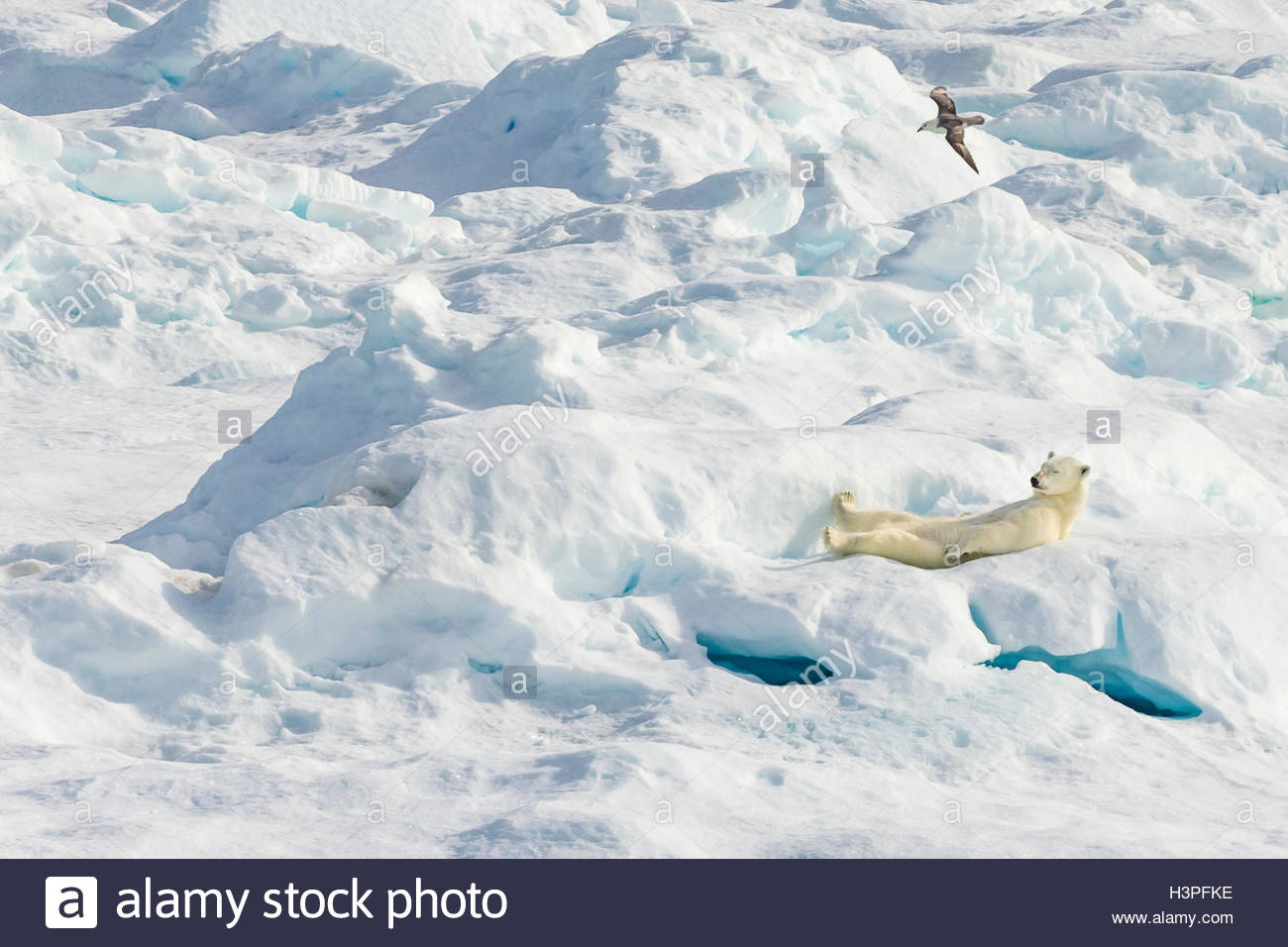 Un rilassato orso polare (Ursus maritimus) poggiante su un glaçon nell'Artico Canadese. Foto Stock
