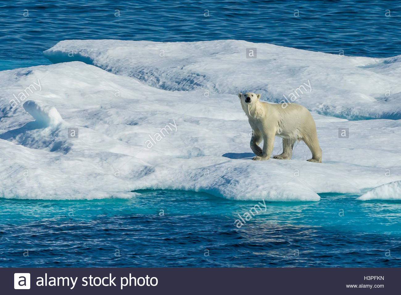 Orso polare (Ursus maritimus) vagare attraverso il ghiaccio floes nell'Artico Canadese. Foto Stock