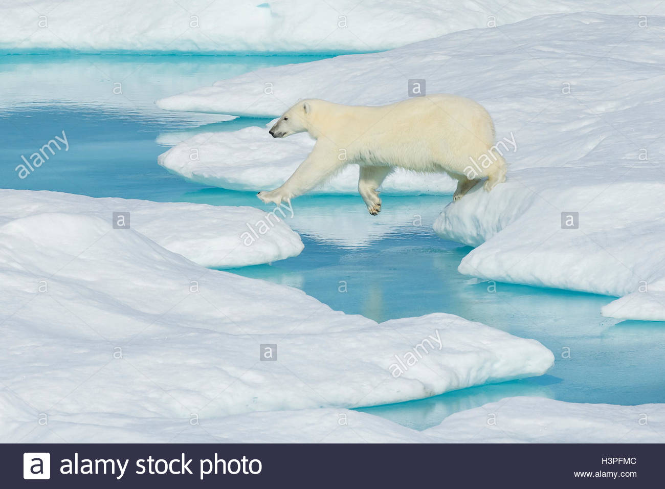 Orso polare (Ursus maritimus) vagare attraverso il ghiaccio floes nell'Artico Canadese. Foto Stock
