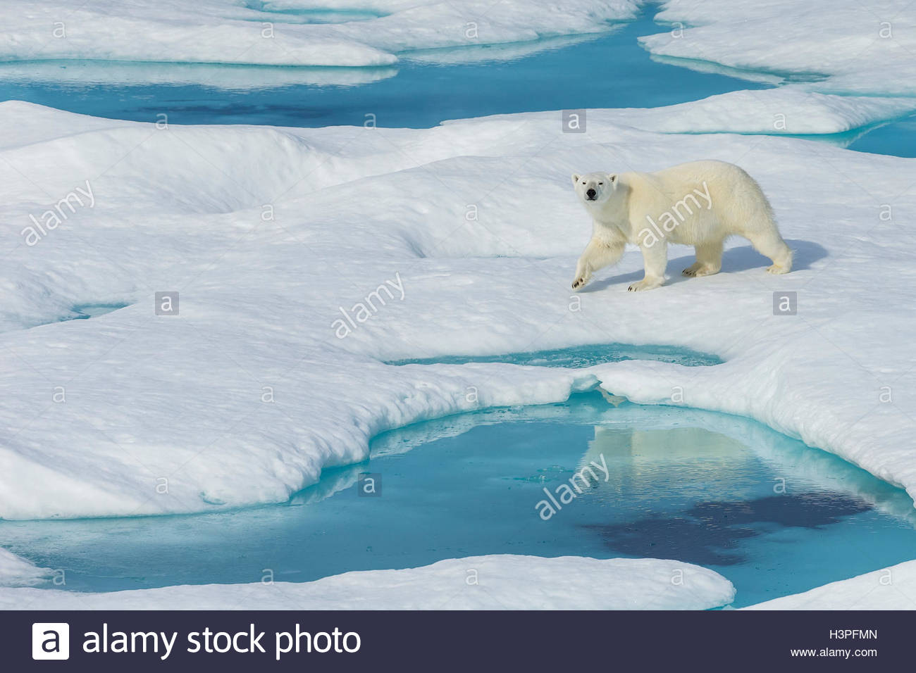 Un orso polare (Ursus maritimus) wanders passato piscine di acqua su un glaçon nell'Artico Canadese. Foto Stock