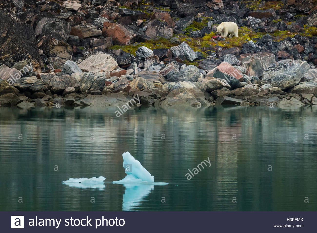 Un orso polare (Ursus maritimus) alimentazione su un sigillo uccidere. Foto Stock