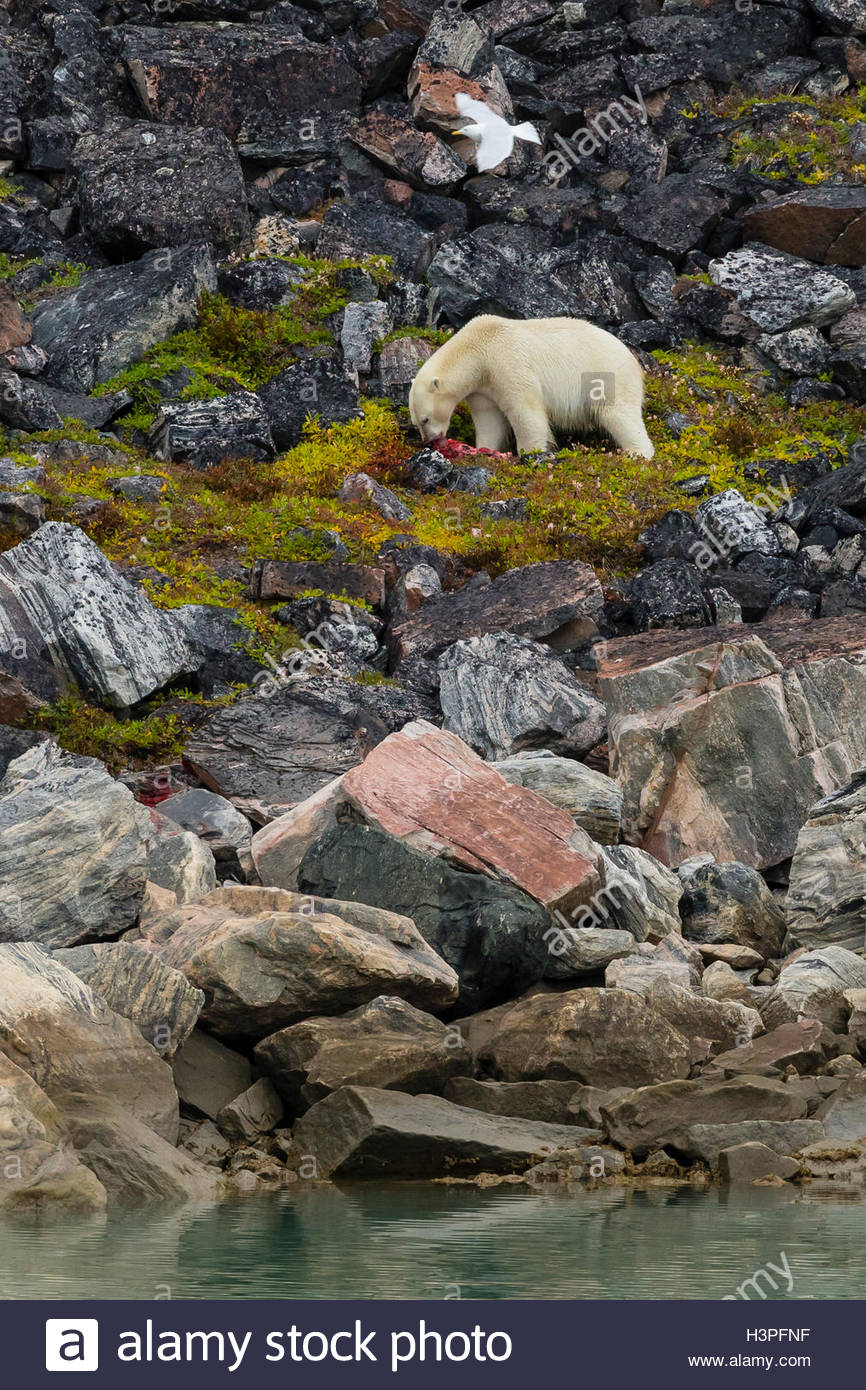 Un orso polare (Ursus maritimus) alimentazione su un sigillo uccidere. Foto Stock