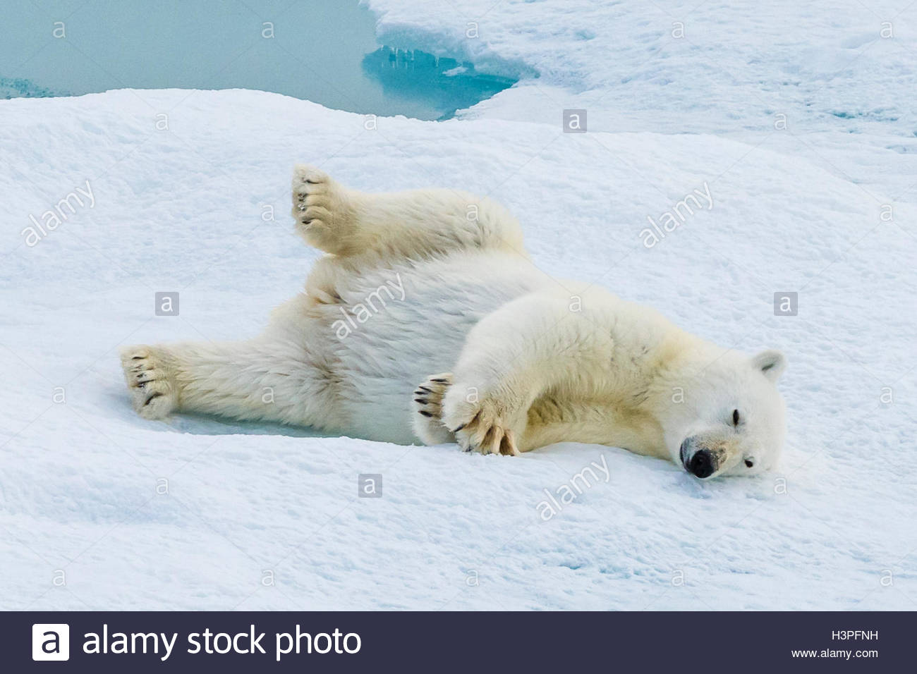 Giocoso comportamento, un giovane polar bear cub (Ursus maritimus) su un glaçon nell'Artico Canadese. Foto Stock