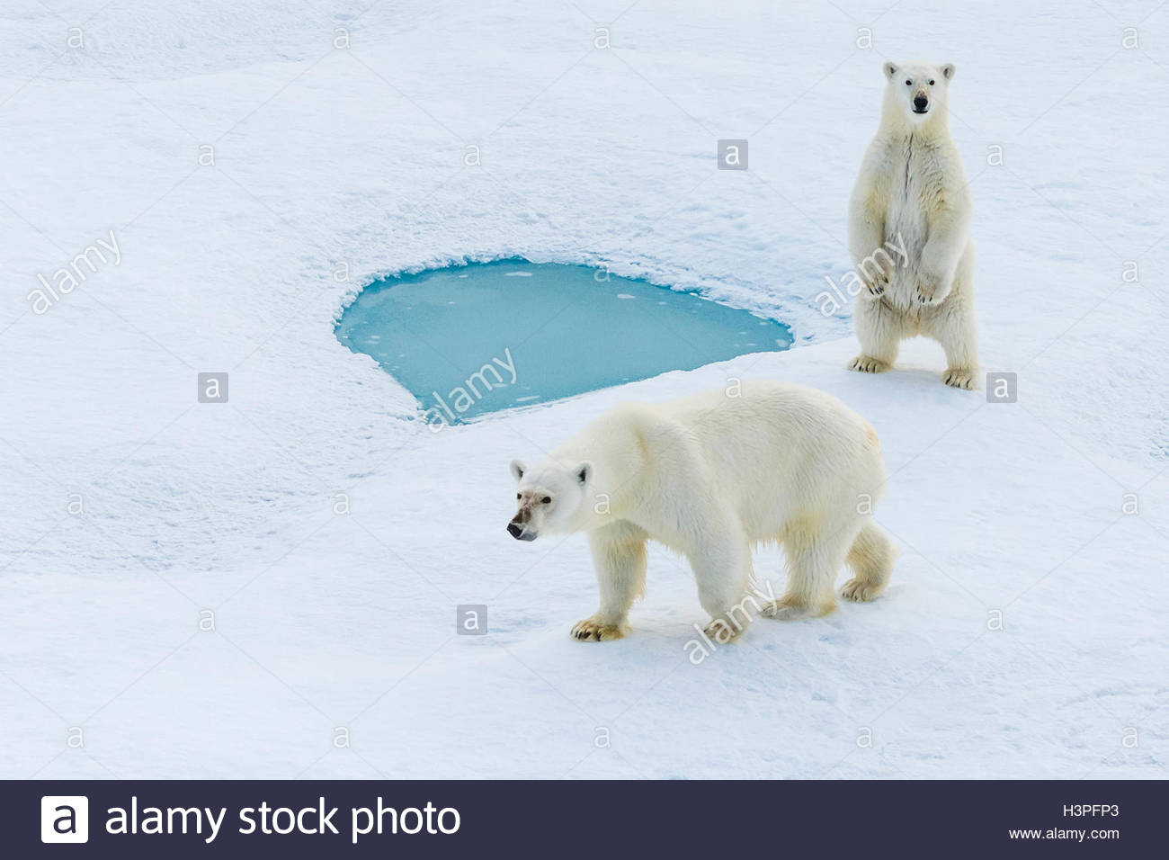 Una standing polar bear cub e sua madre (Ursus maritimus) vagare attraverso la banchisa nell'Artico Canadese. Foto Stock