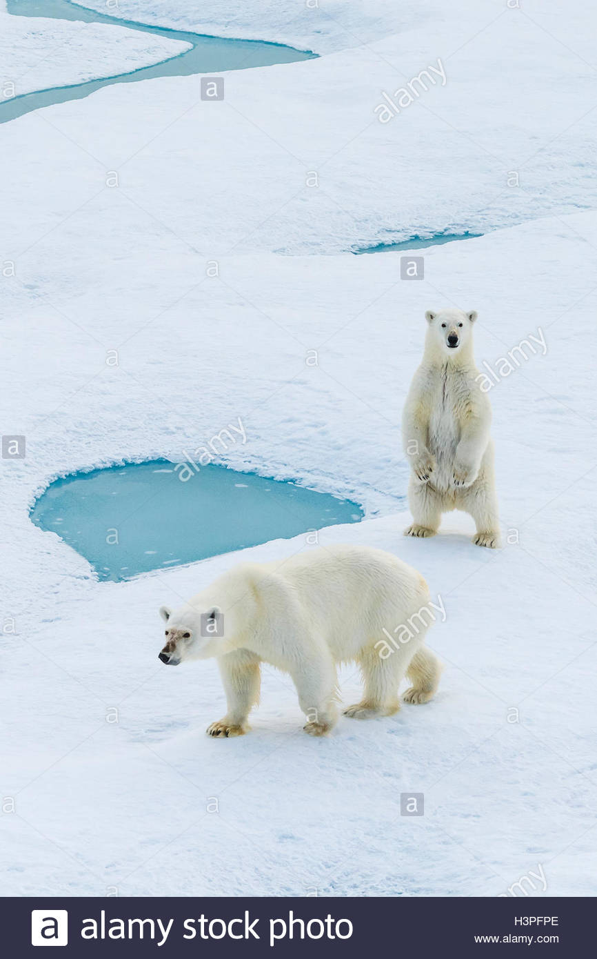 Una standing polar bear cub e sua madre (Ursus maritimus) vagare attraverso la banchisa nell'Artico Canadese. Foto Stock