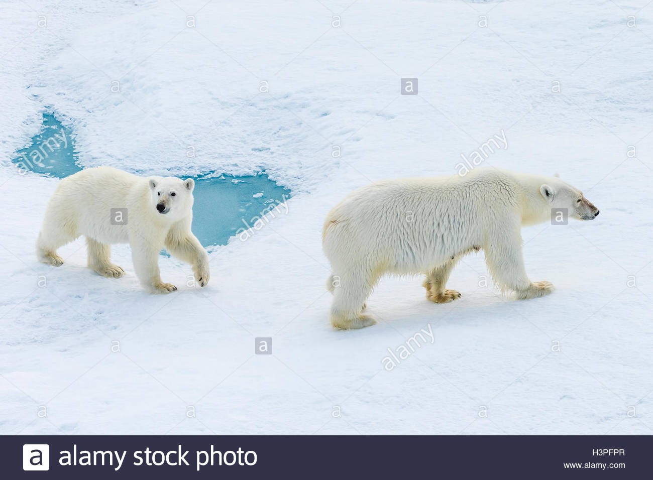 Un polar bear cub e sua madre (Ursus maritimus) vagare attraverso la banchisa nell'Artico Canadese. Foto Stock