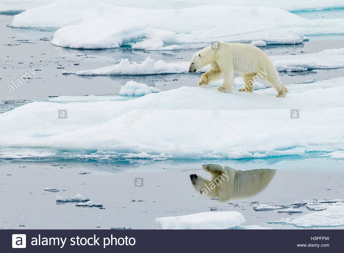 La riflessione di orso polare (Ursus maritimus) come essa si aggira attraverso pack di ghiaccio in Artico Canadese. Foto Stock