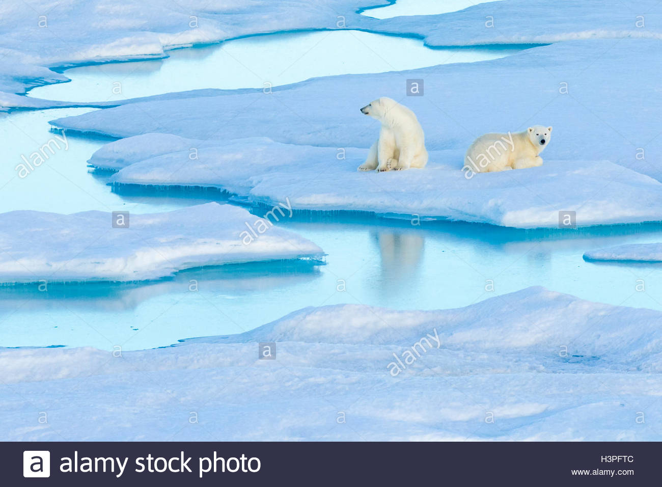 Appoggio polar bear cubs (Ursus maritimus) su un glaçon, Orso Polare passano in Lancaster Suono. Foto Stock