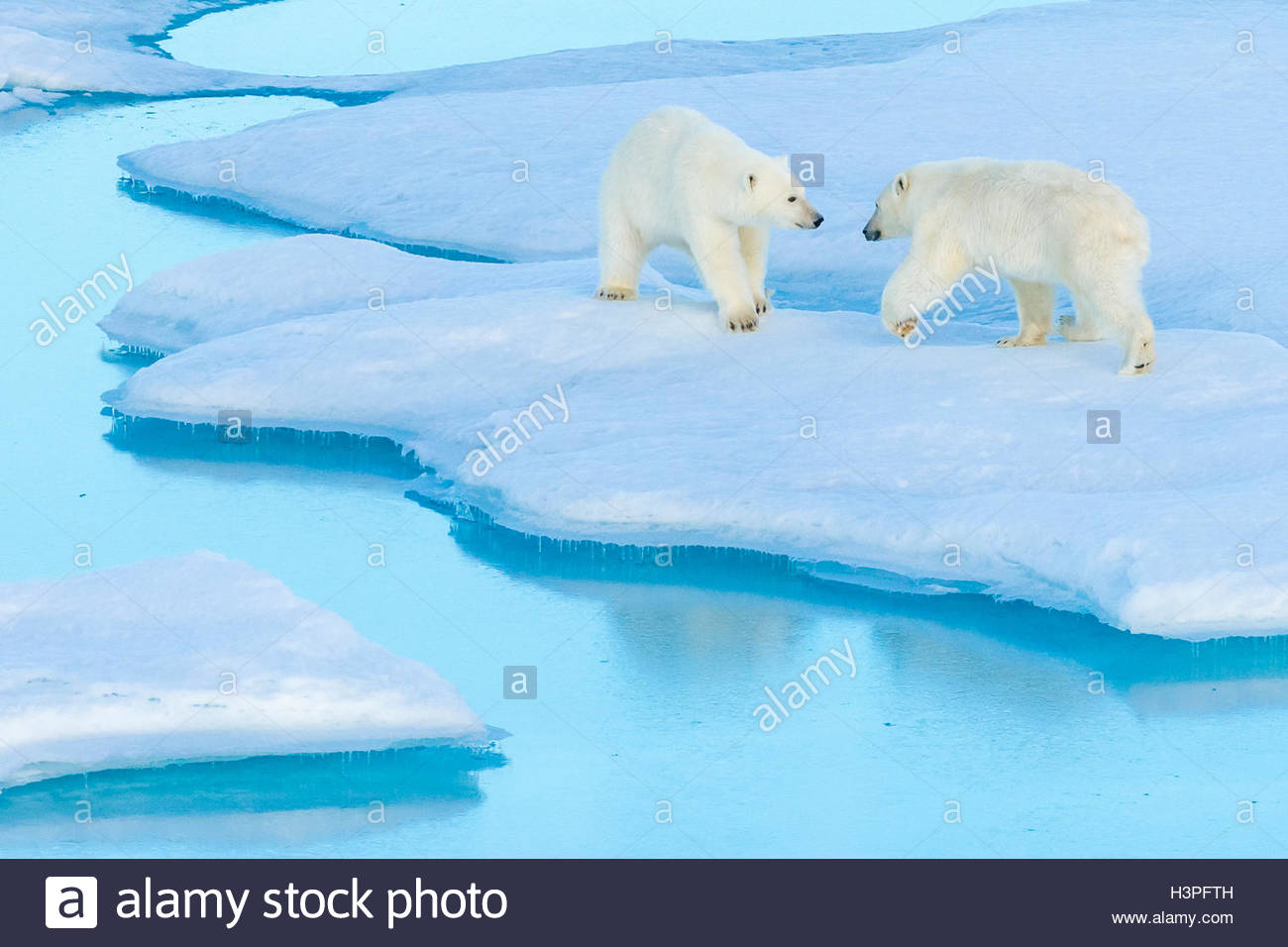 Giocare a combattimenti, polar bear cubs (Ursus maritimus) su un glaçon, Orso Polare passano in Lancaster Suono. Foto Stock