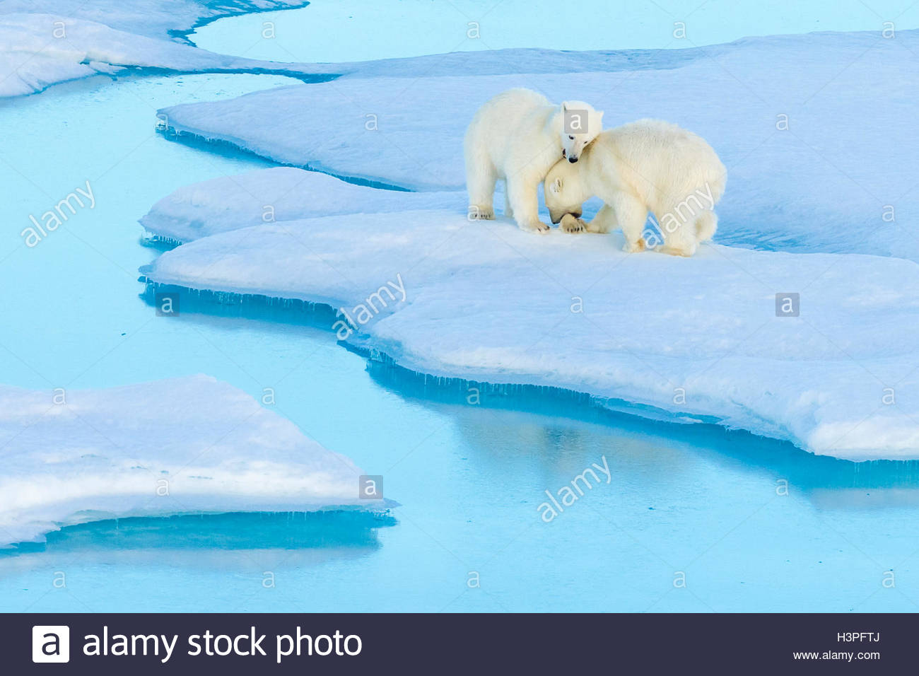 Giocare a combattimenti, polar bear cubs (Ursus maritimus) su un glaçon, Orso Polare passano in Lancaster Suono. Foto Stock