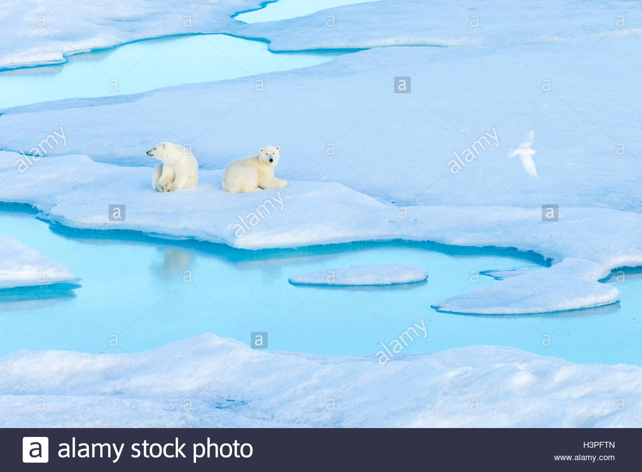 Appoggio polar bear cubs (Ursus maritimus) su un glaçon mentre un gabbiano avorio vola, Orso Polare passano in Lancaster Suono. Foto Stock