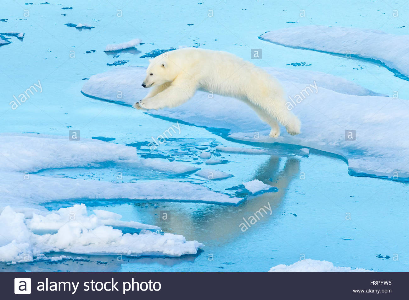 Un orso polare salta da glaçon al glaçon, Orso Polare passano in Lancaster Suono. Foto Stock