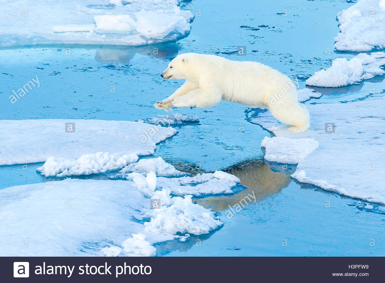 Un orso polare salta da glaçon al glaçon, Orso Polare passano in Lancaster Suono. Foto Stock