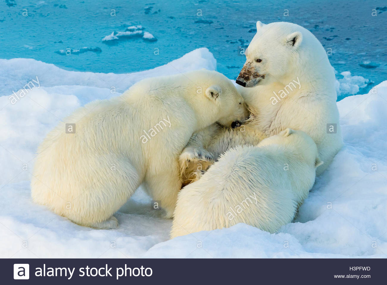 Madre di orso polare due infermieri cubs, 2° anno, Polar Bear Pass, Lancaster Suono, Nunavut. Foto Stock
