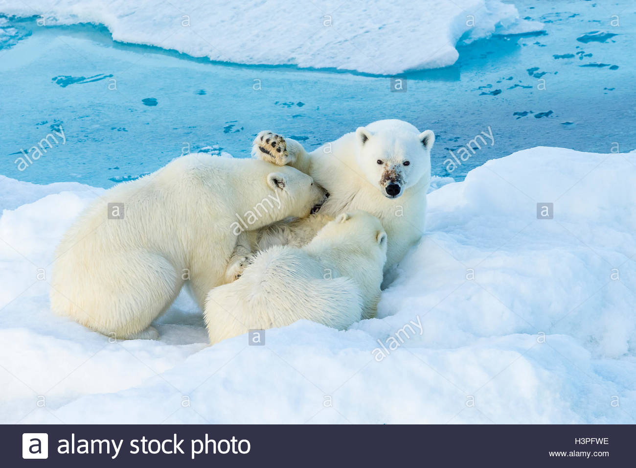 Madre di orso polare due infermieri cubs, 2° anno, Polar Bear Pass, Lancaster Suono, Nunavut. Foto Stock