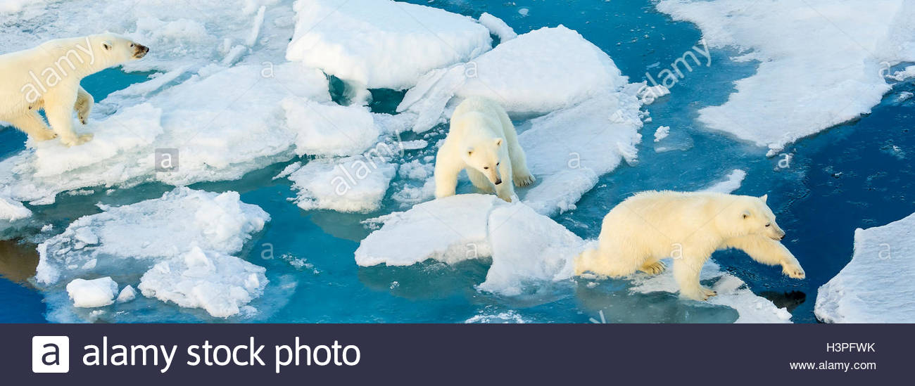 Attraversando la banchisa, madre di orso polare con due cuccioli (Ursus maritimus), Orso Polare passano in Lancaster Suono. Foto Stock