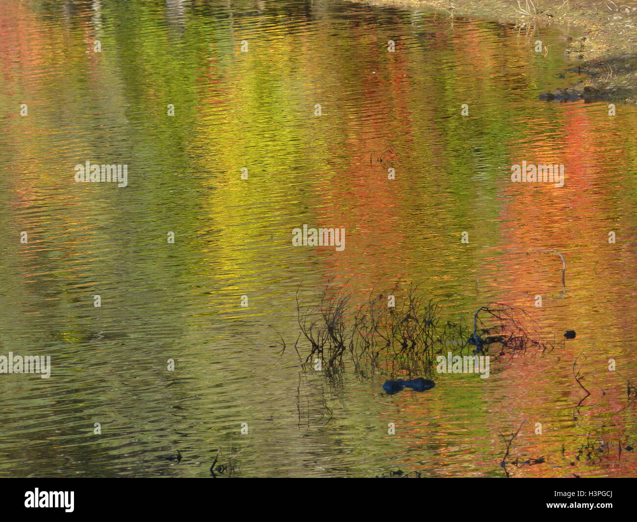 Lago, immagine, acqua riflessione, fogliame, colori, immagine speculare, estate indiana, giorni caldi, Ottobre, onda di calore Foto Stock