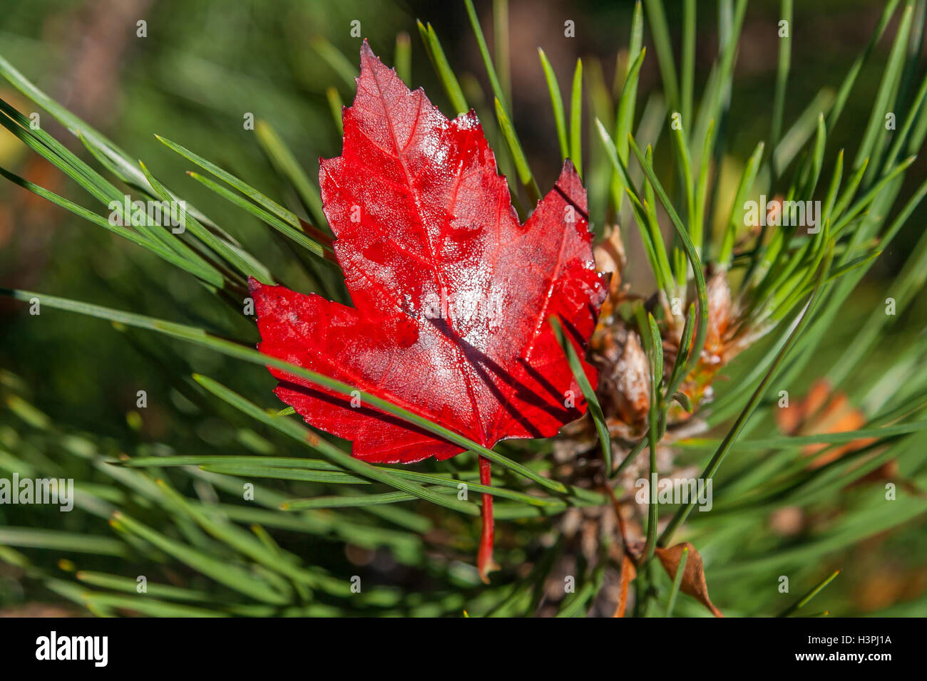 Autunno Maple Leaf su Pine Tree Branch Foto Stock