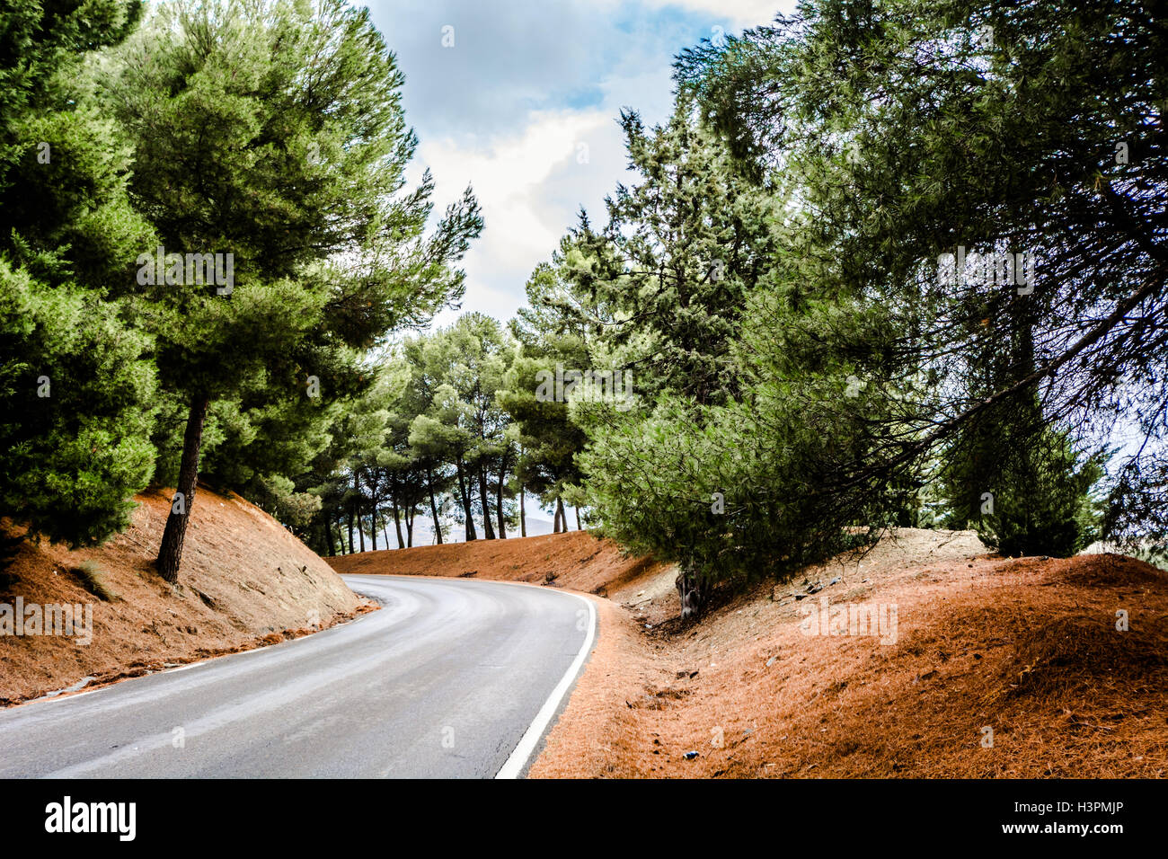 Una curva la strada scompare nella foresta Foto Stock