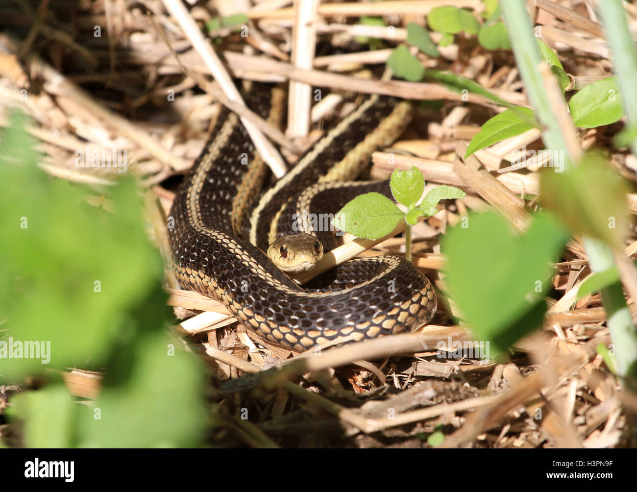 Giarrettiera orientale Snake Foto Stock