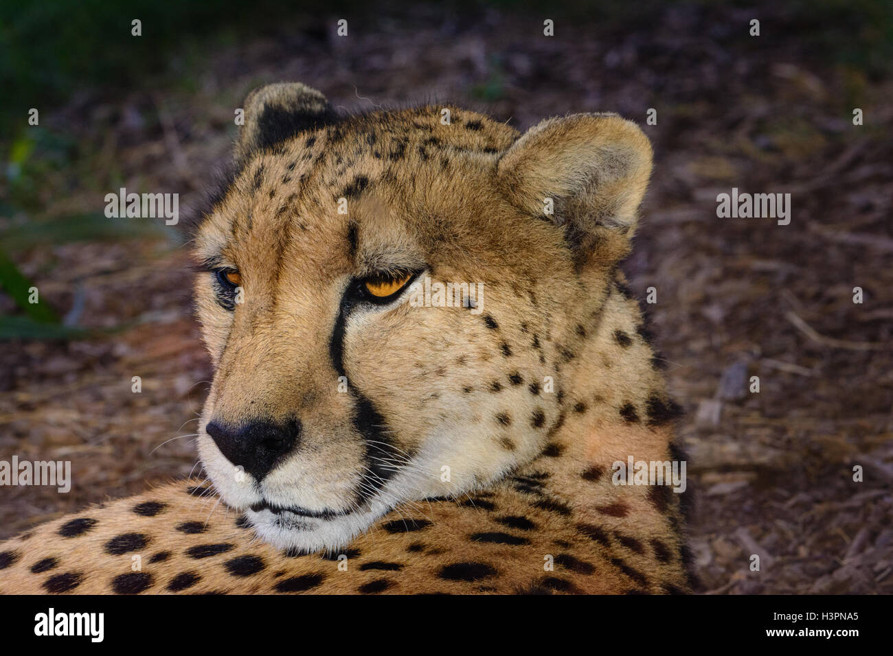 Ghepardo (Acinonyx jubatus) rilassante nell'ombra, che stabilisce con la sua testa sollevata e guardando dietro di lui. Foto Stock