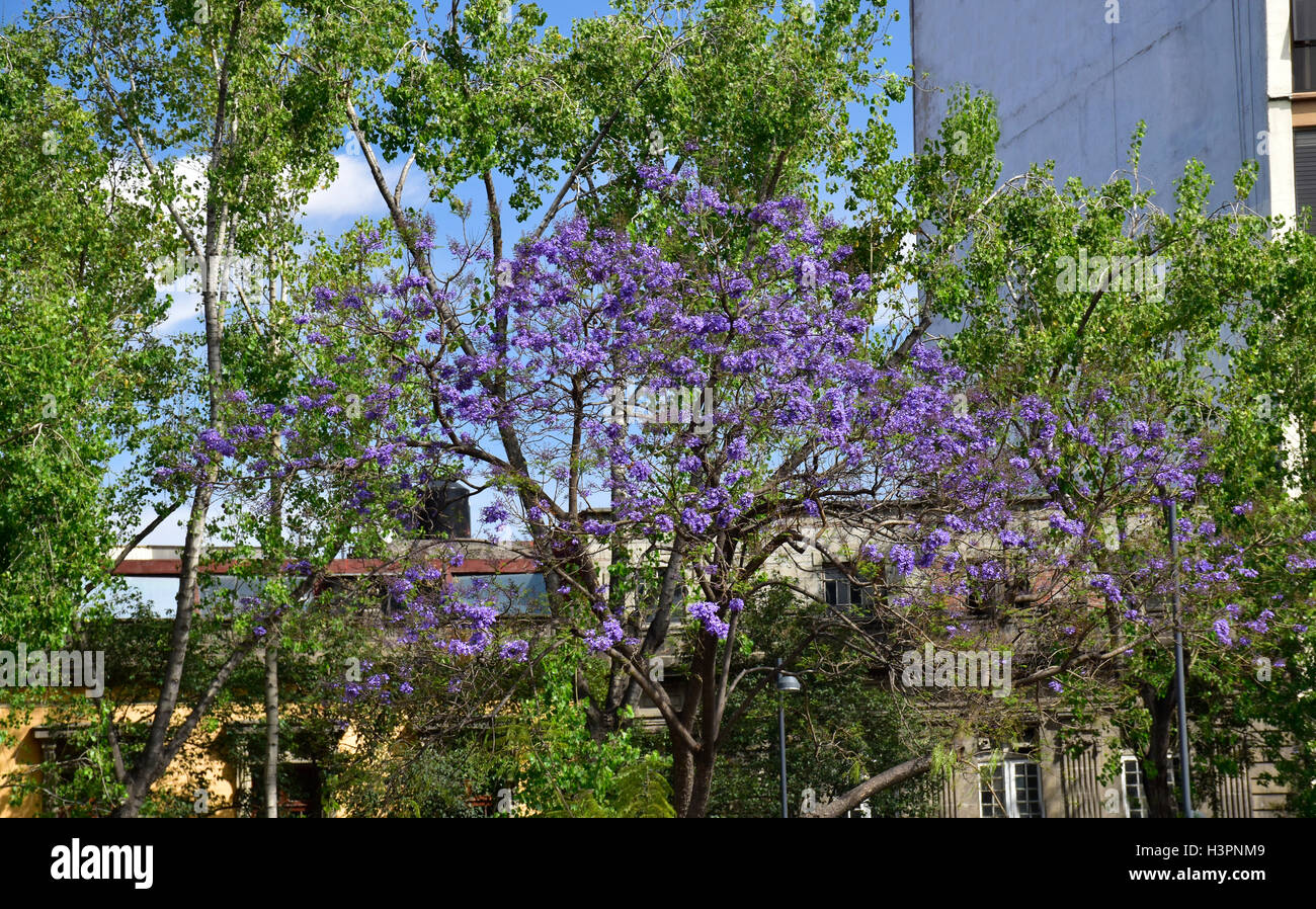 Alberi di jacaranda in Città del Messico. (Jacaranda mimosifolia) Foto Stock