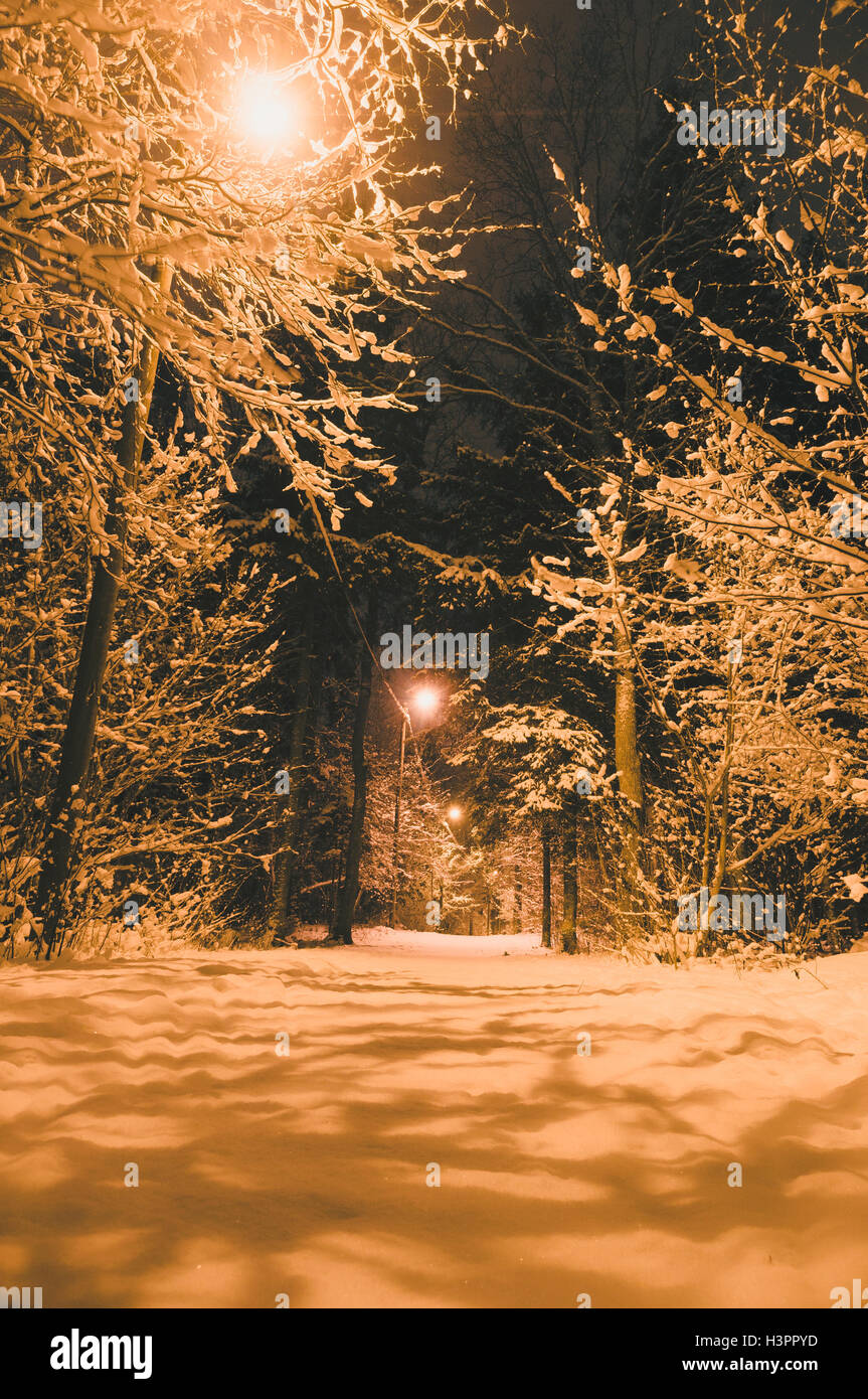 Percorso illuminato attraverso la foresta snowbound di notte, composizione verticale Foto Stock