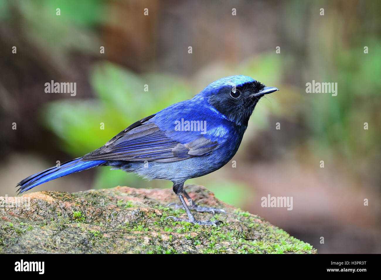 Maschio Niltava di grandi dimensioni Foto Stock