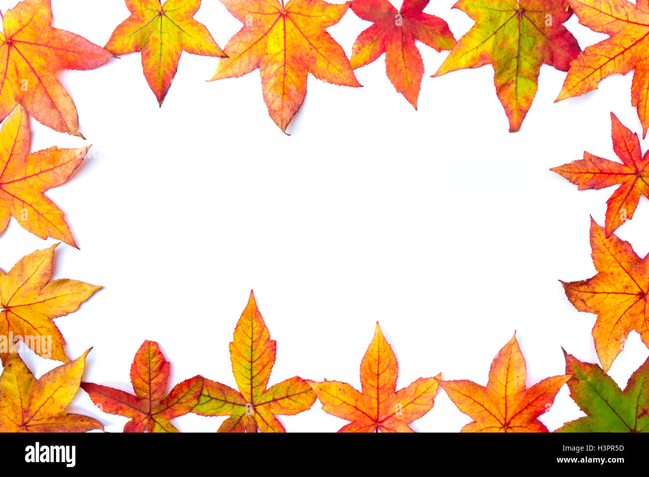 Colori d'autunno lascia il telaio isolato su sfondo bianco Foto Stock