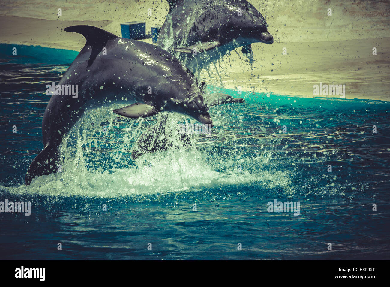 Sealife, Dolphin saltare fuori dall'acqua nella piscina Foto Stock