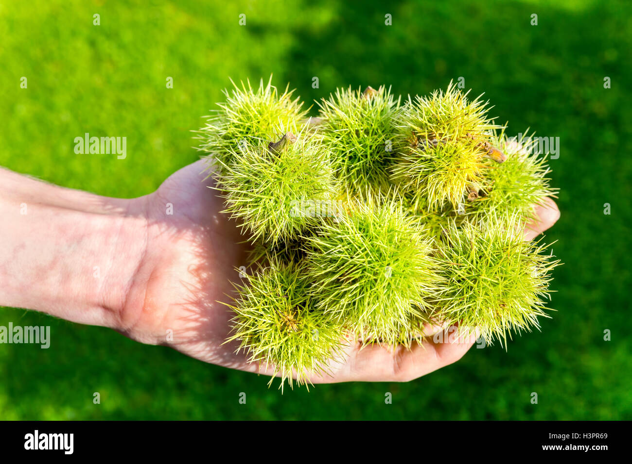 La lolla di verde di castagno sul lato maschio Foto Stock