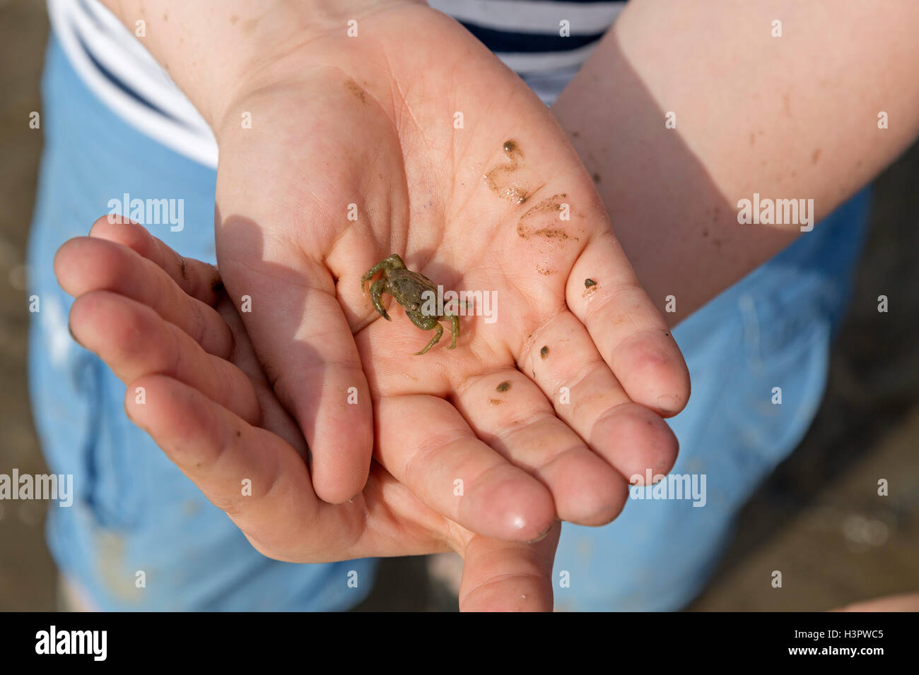 Ragazzo con catturato il granchio in velme, Dorum, Terra Wurster, Bassa Sassonia, Germania Foto Stock