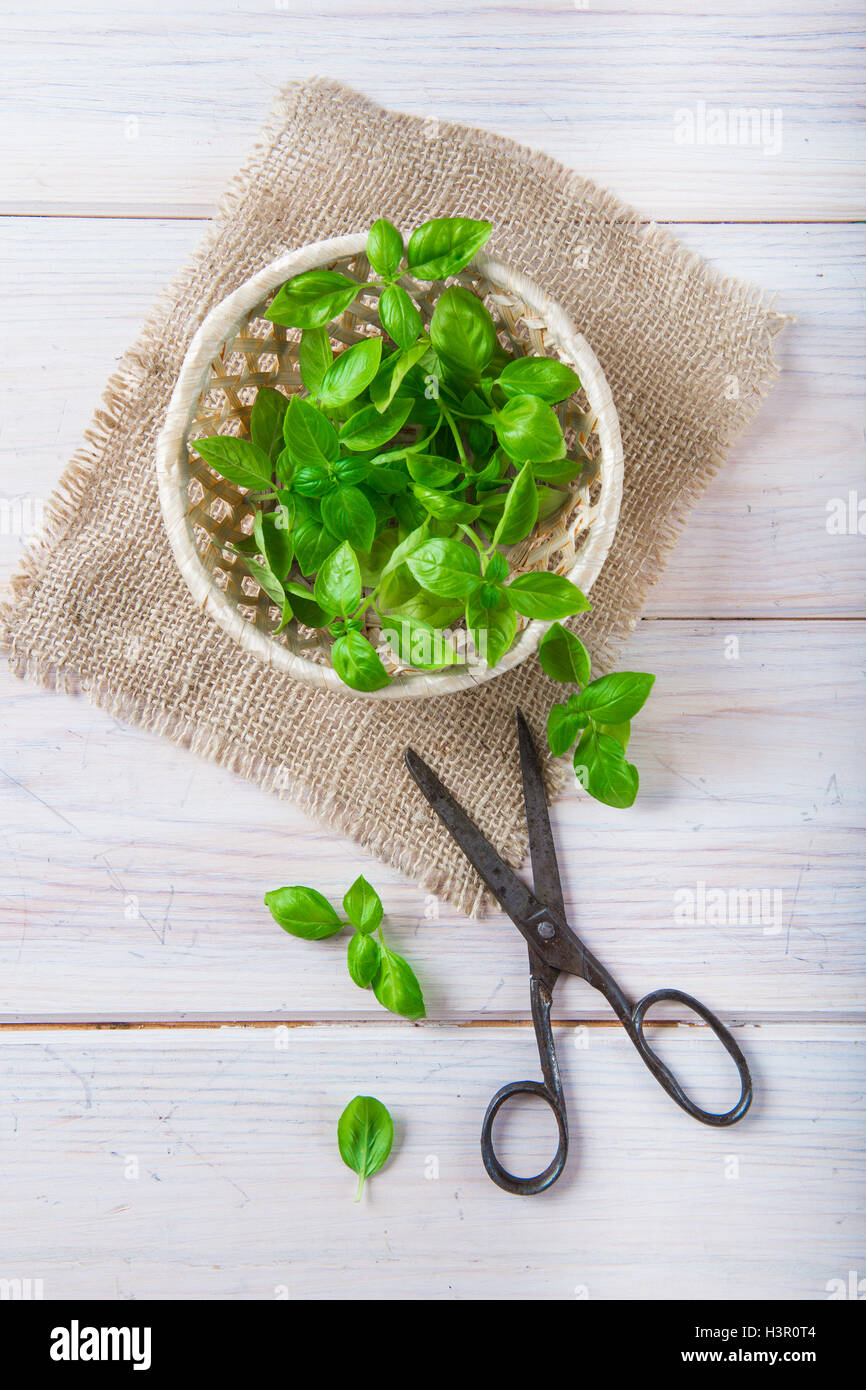 Di foglie di basilico fresco in un cestello con un vecchio forbici Foto Stock