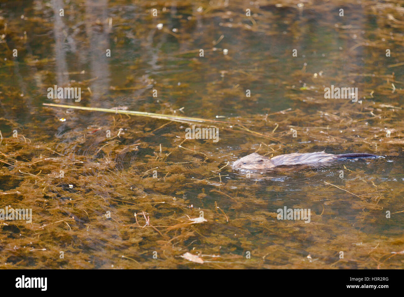 Topo muschiato Ondatra zibethicus paludosa habitat di stagno Foto Stock