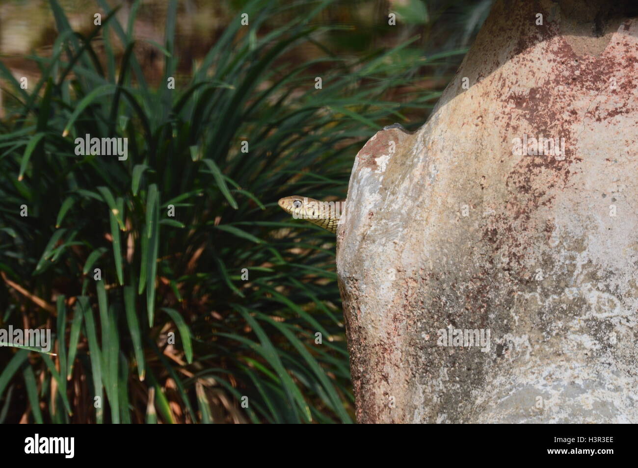 Un indiano snake fa capolino fuori il suo nido in un parco biologico in Bangalore Karnataka India Foto Stock