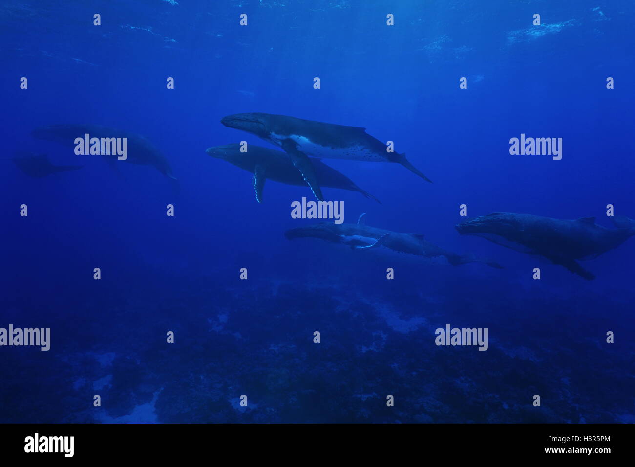 Gruppo di balene megattere, Megaptera novaeangliae, subacquea nell'Oceano Pacifico, Rurutu island Austral, Polinesia Francese Foto Stock